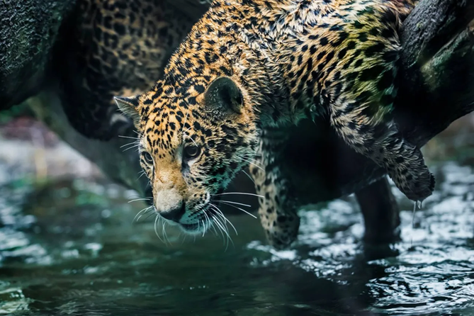 jaguarnew11